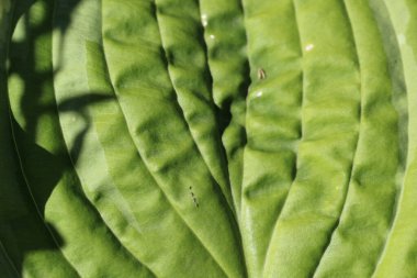 Ev sahibi çiçek yaprağının (Funcion) beyaz arkaplan çizgileri veya dokusu olan doğal bir yeşil olarak yakın plan görüntüsü (makro). Dokuların makro resimleri