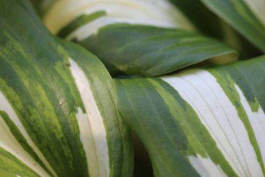 Ev sahibi çiçek yaprağının (Funcion) beyaz arkaplan çizgileri veya dokusu olan doğal bir yeşil olarak yakın plan görüntüsü (makro). Dokuların makro resimleri
