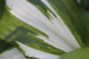 Ev sahibi çiçek yaprağının (Funcion) beyaz arkaplan çizgileri veya dokusu olan doğal bir yeşil olarak yakın plan görüntüsü (makro). Dokuların makro resimleri