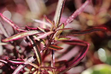 Yakın plan (makro fotoğrafçılık) güneş ışığı altında küçük burgundy otların doğal bir arka plan ya da doku olarak. Makro doku resimleri