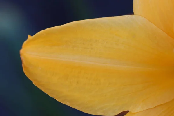 天然の背景として黄色のユリの葉 テクスチャのマクロ画像 — ストック写真