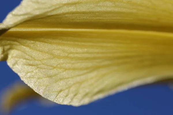 Close-up (macro photography) of a yellow lily petal against the sky in sunlight as a natural yellow and blue background or texture. Macro texture images