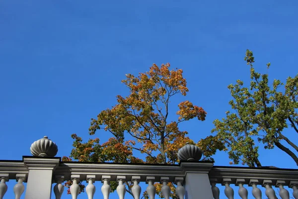 노란색 왕관들이 하늘을 단풍나무로 장식되어 앞쪽에는 스터와 꽃병들이 울타리를 — 스톡 사진