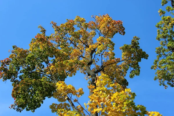 Amarelo Coroa Maples Contra Céu Azul Brilhante — Fotografia de Stock