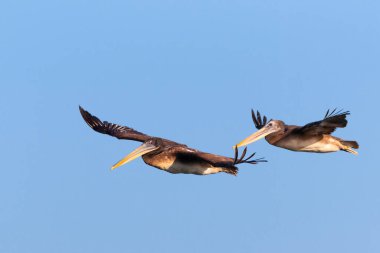 Kahverengi pelikanlar mavi gökyüzünde uçuyor.