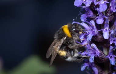 Aşırı böcek ilacı kullanımı ve ormansızlaştırma nedeniyle nesli tükenme tehlikesi altında olan yabanarısı tozlaştıran çiçekleri kapatın..