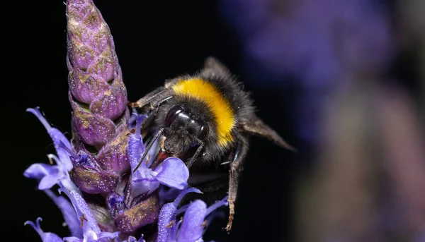 在因过度使用杀虫剂和滥伐森林而濒临绝种的情况下 关闭一只正在授粉的大黄蜂 — 图库照片