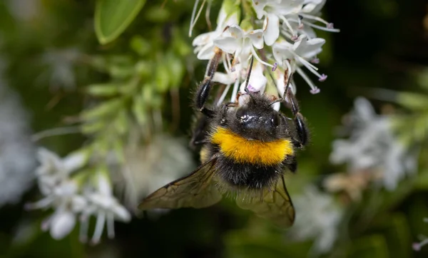 在因过度使用杀虫剂和滥伐森林而濒临绝种的情况下 关闭一只正在授粉的大黄蜂 — 图库照片