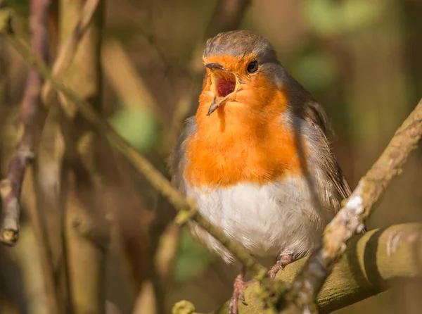 Robin Galho Árvore Cantando Durante Primavera — Fotografia de Stock