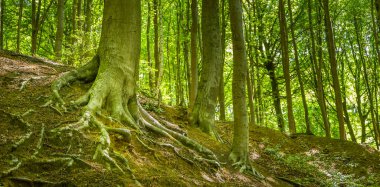 Batı Avrupa 'daki antik orman, bir doğa koruma parkındaki eski meşe ağacı kökleri..