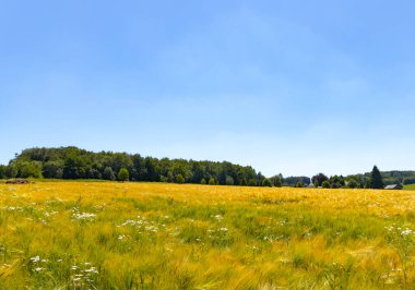 Yaz mevsiminde kırsal alan, güzel bir günde tarım arazileri..