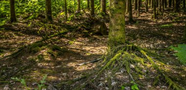 Yaz mevsiminde yeşil bir ormanın manzarası. Eski ağaçlar.