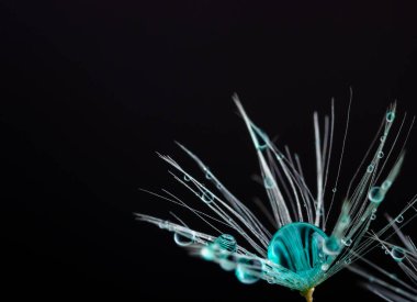 Detaylı doğa, karahindiba çiçeği tohumu kopya alanı olan siyah arkaplan üzerindeki çiğ damlalarıyla kaplıdır.