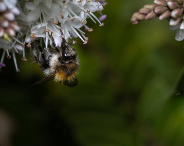 Yazın beyaz bir çiçekten nektar toplayan bir yaban arısının yanına..