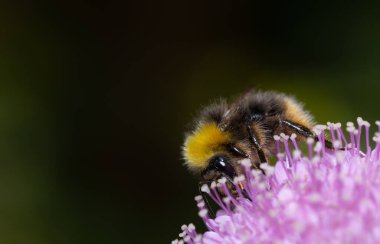 Yazın beyaz bir çiçekten nektar toplayan bir yaban arısının yanına..