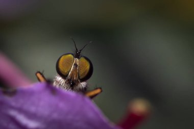 Mor bir çiçeğin üzerinde duran bir böceğin gözlerini kapat..