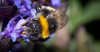 Yazın beyaz bir çiçekten nektar toplayan bir yaban arısının yanına..