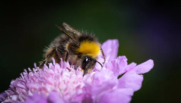 在夏天 一只大黄蜂正在从一朵白花中采集花蜜 — 图库照片