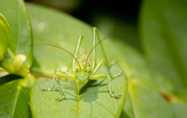 Une Sauterelle Verte Assise Sur Une Feuille Prête Sauter — Photo