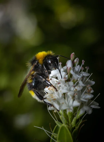 Close Bumblebee Collecting Nectar White Flower Summer — Stock Photo, Image