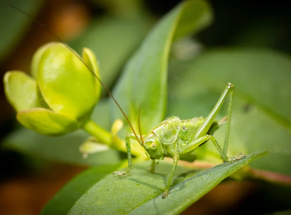 Saltamontes Verde Sentado Sobre Una Hoja Listo Para Saltar — Foto de Stock