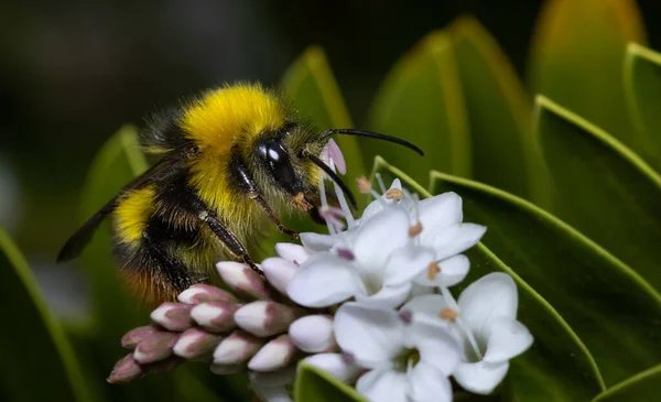 Zbliżenie Bumblebee Zbieranie Nektaru Białego Kwiatu Latem — Zdjęcie stockowe