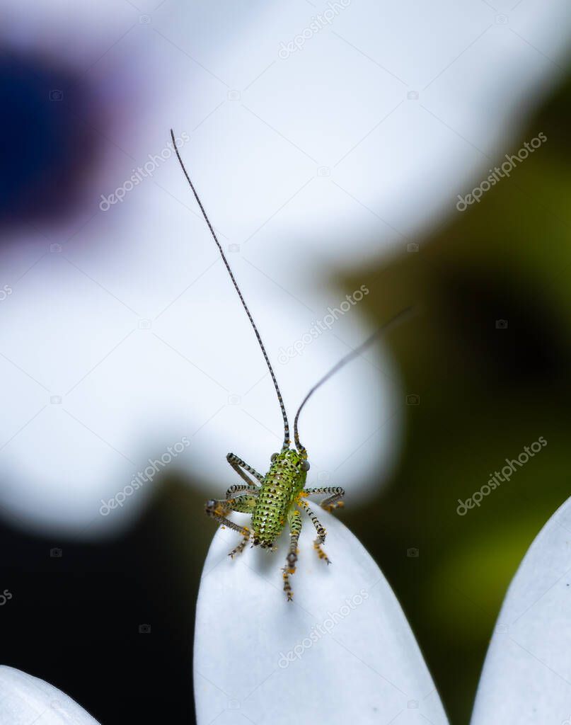 Small speckled cricket standing on a white flower pellet, with copy space.