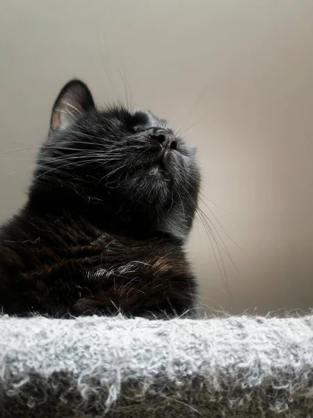 Gato Negro Suelo Mira Distancia — Foto de Stock