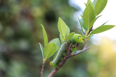 Oleander şahin güvesi tırtılları, bulanık doğa arka planına sahip ağaç dalının üzerinde yer alır..