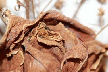 Çiçek buketinden kurumuş gül. Kahverengilik kuraklıktan kaynaklanıyor. Uzun bir süre saklamaktan..