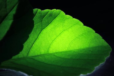 Yeşil ağlı damar yaprağının bir kısmının kapatılması, koyu arkaplanda ışık ve yeşil izin retikülasyonu.