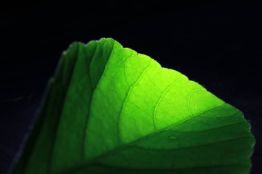 Yeşil ağlı damar yaprağının bir kısmının kapatılması, koyu arkaplanda ışık ve yeşil izin retikülasyonu.