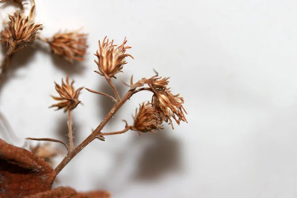 Dried mini flower from bouquet of flowers on white background. Brown caused by dryness. From keeping for a long time.