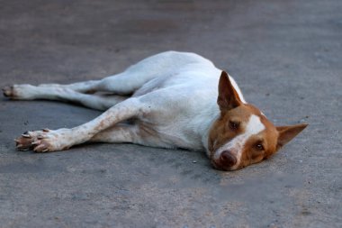 Tayland sokak köpeğinin yere uzanmış beyaz ve kahverengi rengi. Sokaklarda ya da tapınakta yaşayan ve sahibi olmayan bir köpektir..