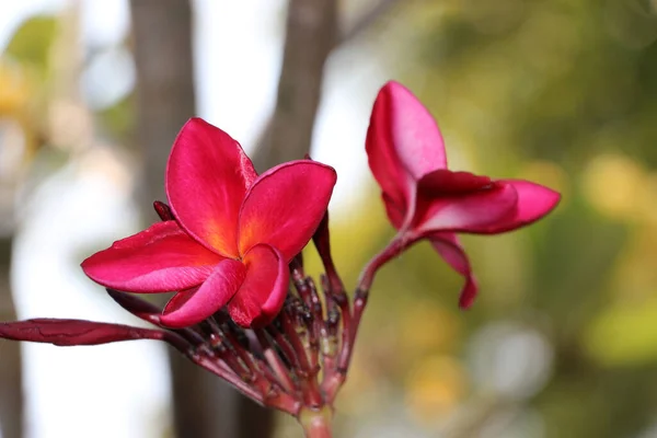 Cor Vermelha Flores Frangipani Fundo Verde Plumeria Cultivada Como Plantas — Fotografia de Stock