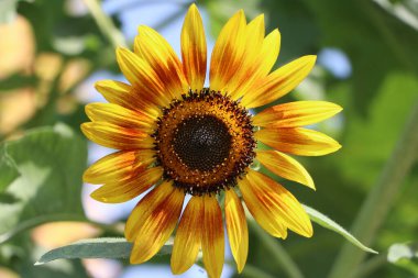 Ağaçta çiçek açan ayçiçekleri yenilebilir tohumları için yetiştirilir. Yemek ve margarin için önemli bir yağ kaynağıdır..