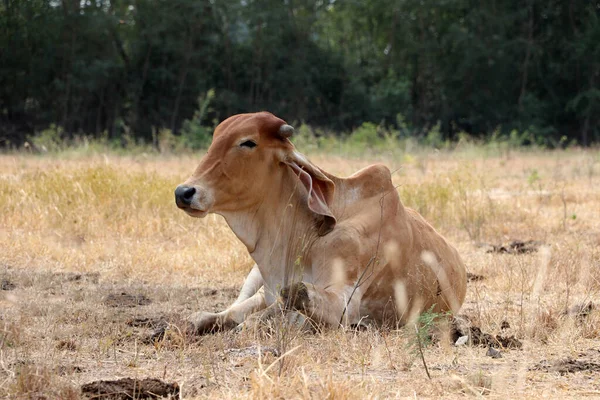 Brown Color Cow Laying Grassland — Stock Photo, Image