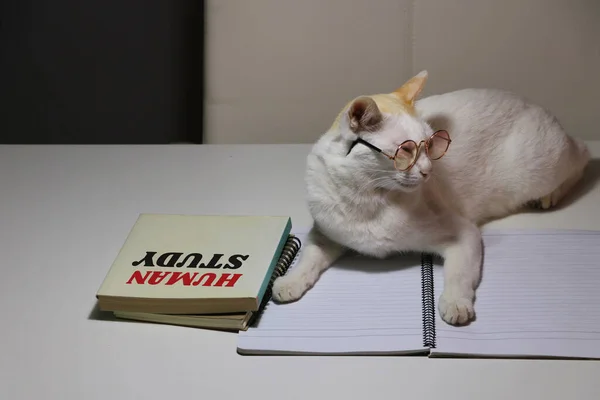 Masadaki Kedinin Yanında Ders Kitabı Olan Gözlüklü Beyaz Bir Kedi — Stok fotoğraf