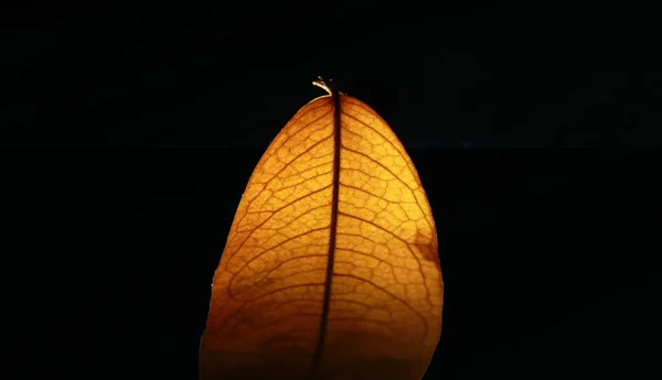 Closeup Dried Brown Portion Netted Veins Leaf Reticulate Venation Dry — Stock Photo, Image