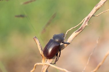 Kuru bir dala tünemiş yeşil doğa arka planına sahip kara böcek..
