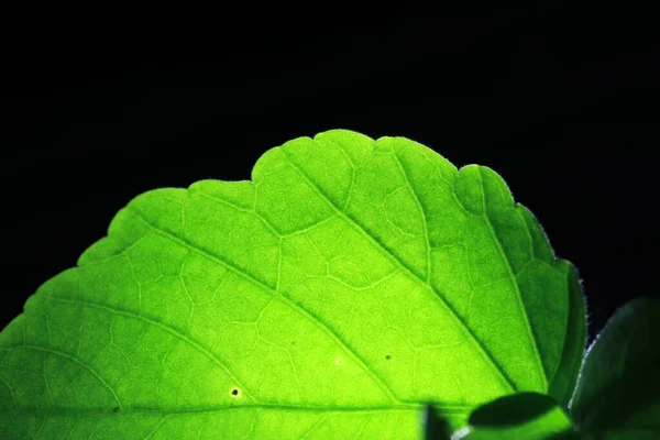 Sluiten Van Een Deel Van Groene Netaderen Blad Reticulate Venation — Stockfoto