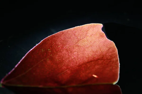 Detail Red Leave Light Dark Background Closeup Portion Red Netted — Stock Photo, Image