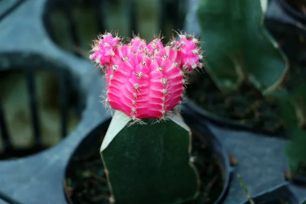 Roze Kleur Van Gymnocalycium Mihanovichii Cactus Mini Plant Pot Maan — Stockfoto