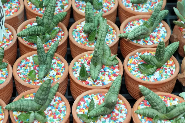 Achtergrondpatroon Van Kleine Cactus Terracotta Potten Met Kleurrijk Gruis — Stockfoto