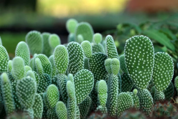 Veel Opuntia Microdasys Cactus Konijnenoren Cactus Met Wazige Achtergrond — Stockfoto