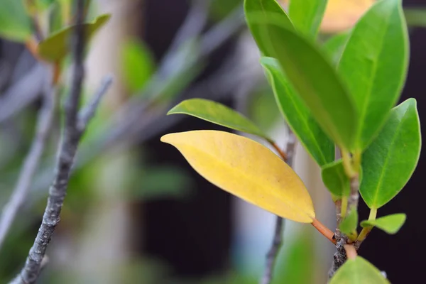 Hoja Amarilla Entre Las Hojas Verdes Concepto Estación Otoñal — Foto de Stock