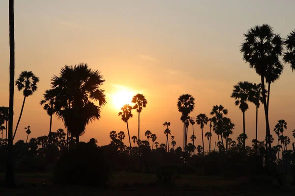 Silhouette Palmen Und Landschaft Von Reisfeldern Gefüllt Mit Dämmerung Und — Stockfoto