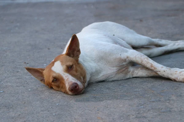 Couleur Blanche Brune Chien Errant Thaïlandais Couché Sur Sol Est — Photo