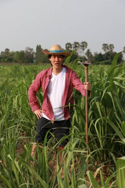 Şeker kamışı çiftliğinde çalışan ve uzun kollu kırmızı gömlekli hasır şapka giyen çiftçi..