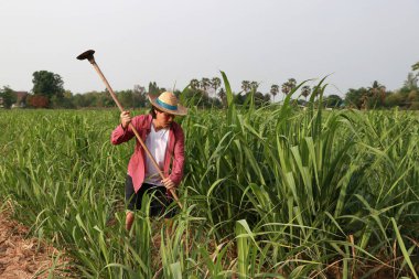 Şeker kamışı çiftliğinde çalışan ve uzun kollu kırmızı gömlekli hasır şapka giyen çiftçi..